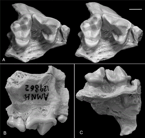 Amphicticeps and Amphicynodon (Arctoidea, Carnivora) from Hsanda