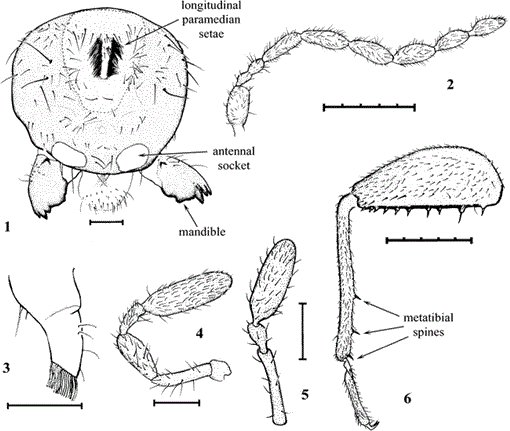 zoraptères