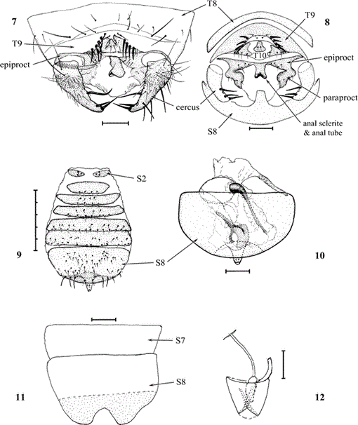 zoraptères