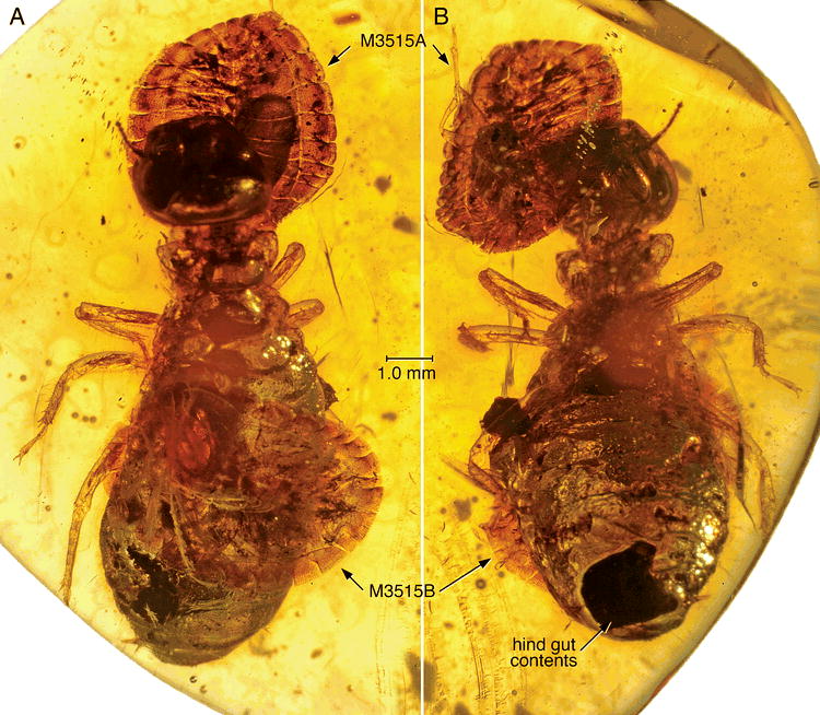 A Termite Bug in Early Miocene Amber of the Dominican Republic