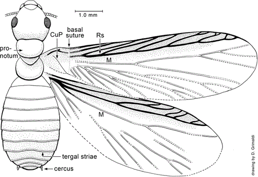 i0003-0082-3626-1-1-f16.gif