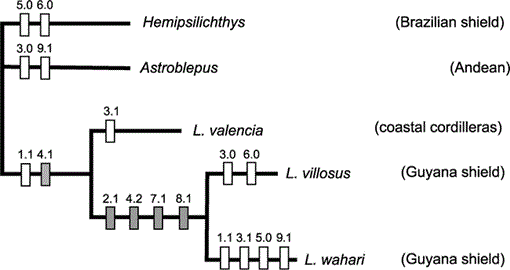 The Lithogeninae Siluriformes Loricariidae Anatomy