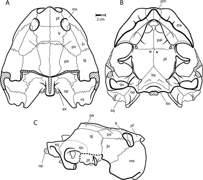 Caninemys, A New Side-Necked Turtle (Pelomedusoides: Podocnemididae ...