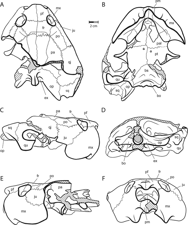 Caninemys, A New Side-Necked Turtle (Pelomedusoides: Podocnemididae ...