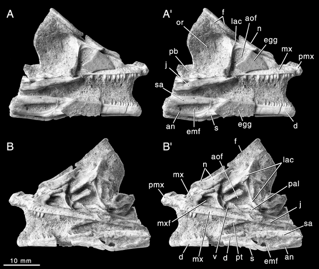 The Perinate Skull Of Byronosaurus (troodontidae) With Observations On 