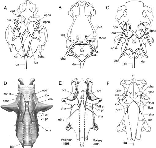 NERVE (PT) – A Chapada Samples