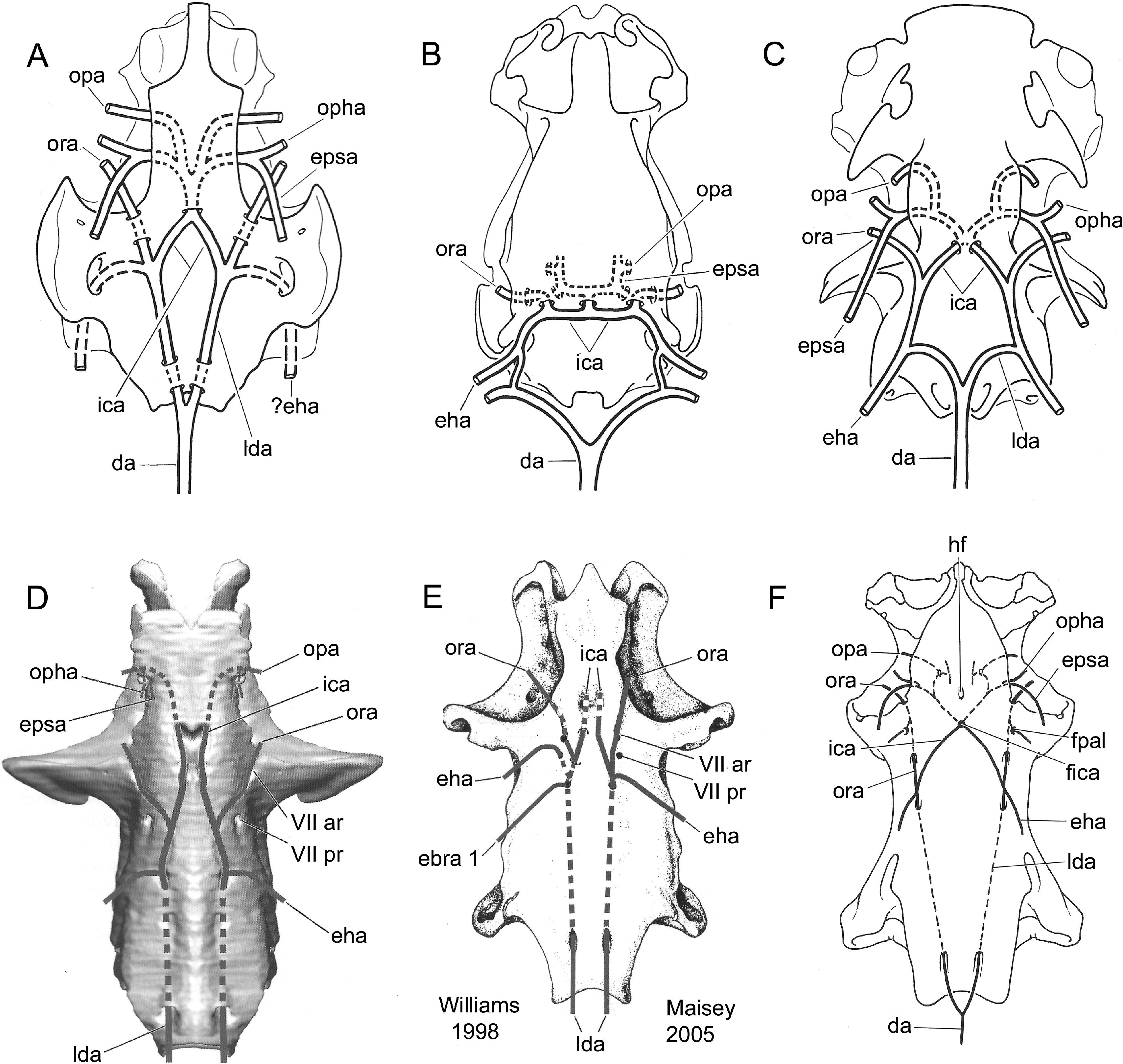 Morphology of the Braincase in the Cretaceous Hybodont Shark Tribodus ...