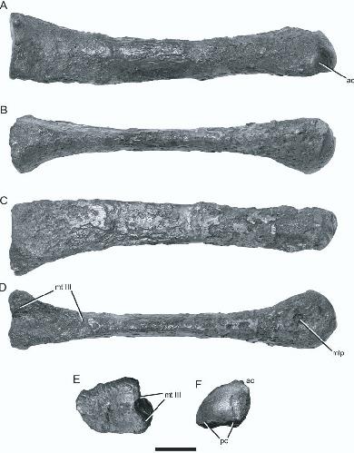 The Anatomy of Dryptosaurus aquilunguis (Dinosauria: Theropoda) and a ...