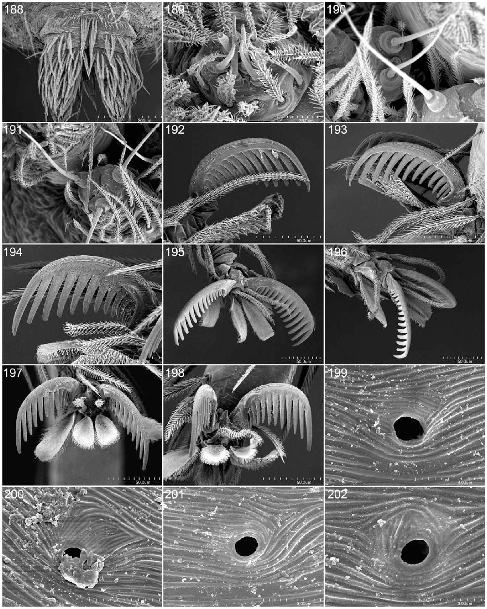 Tarsal Organ Morphology And The Phylogeny Of Goblin Spiders (Araneae ...