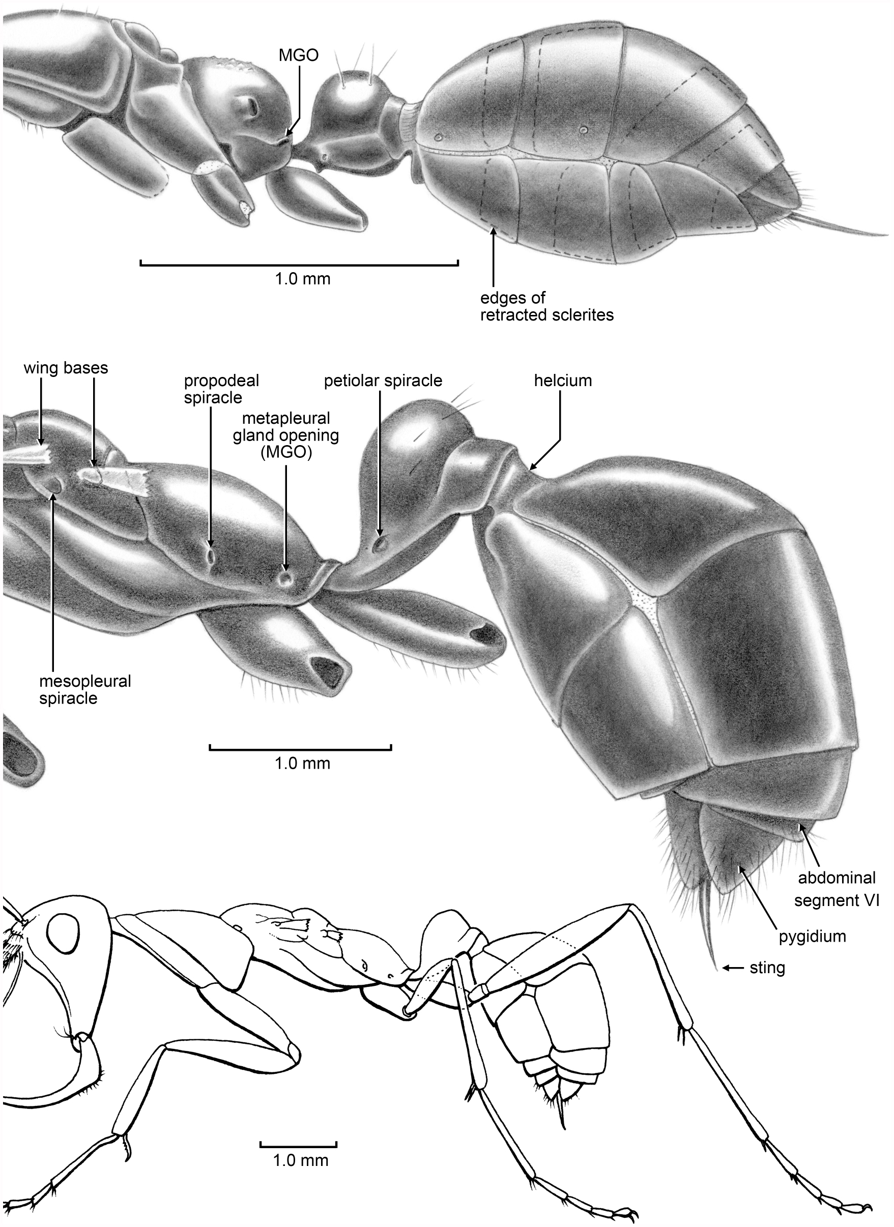 Rediscovery of the Bizarre Cretaceous Ant Haidomyrmex Dlussky ...