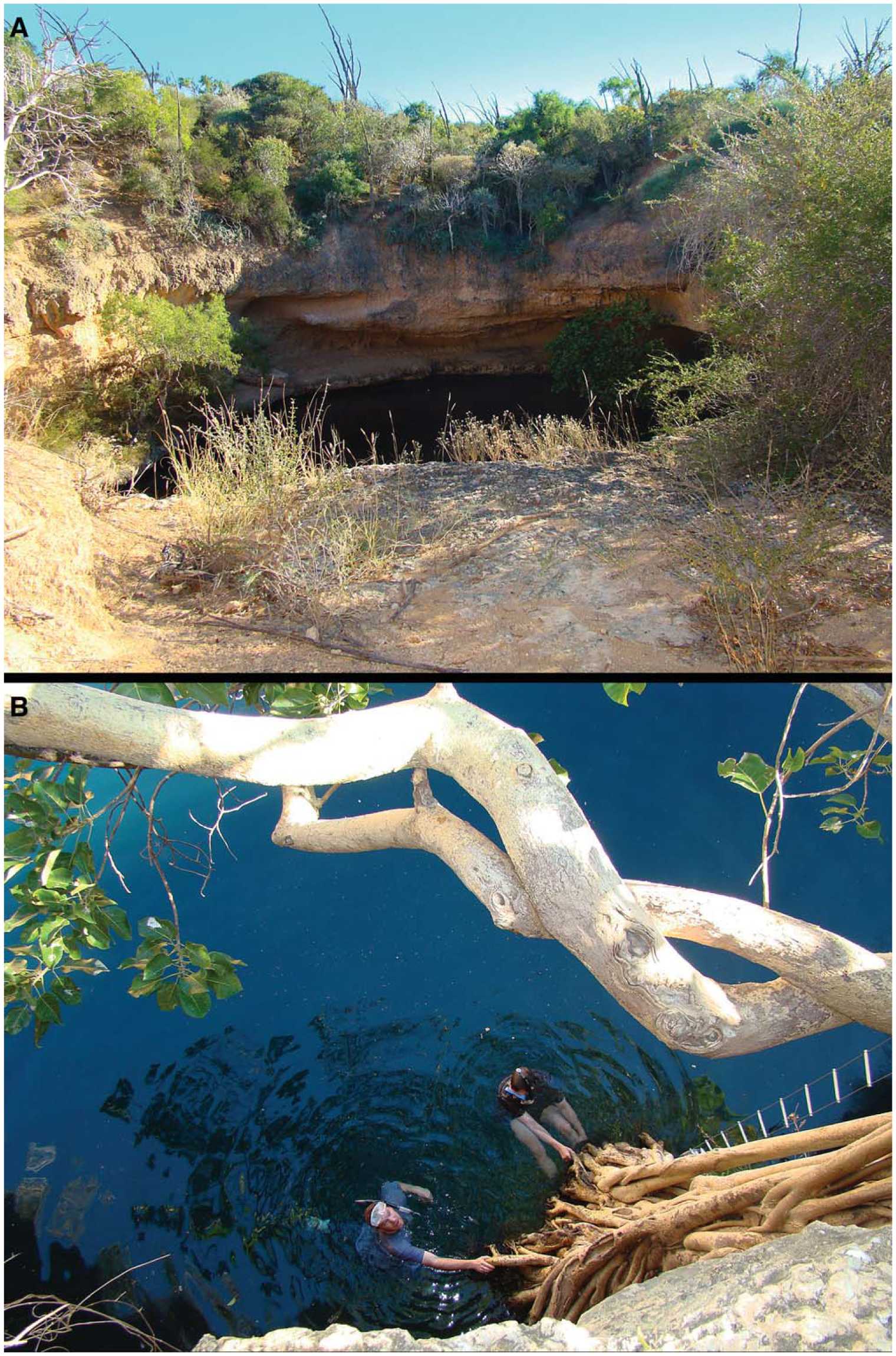 Revision Of The Endemic Malagasy Cavefish Genus Typhleotris - 