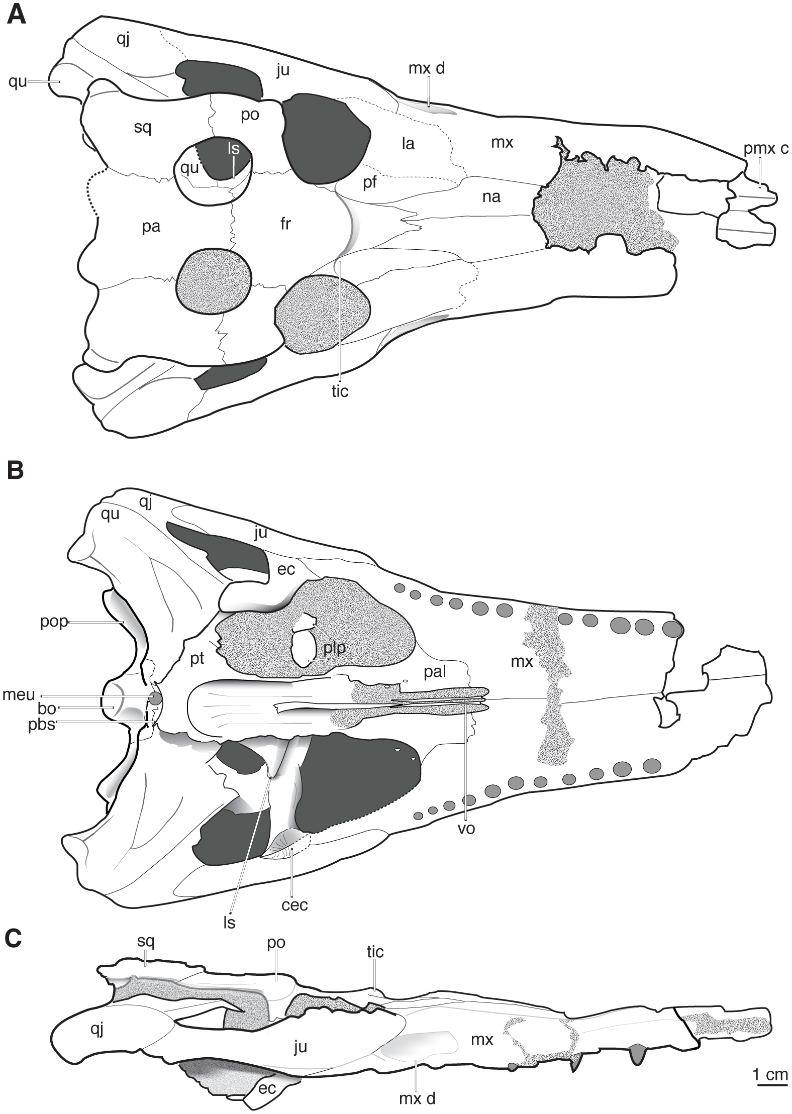 Osteology of a North American Goniopholidid (Eutretauranosuchus delfsi ...