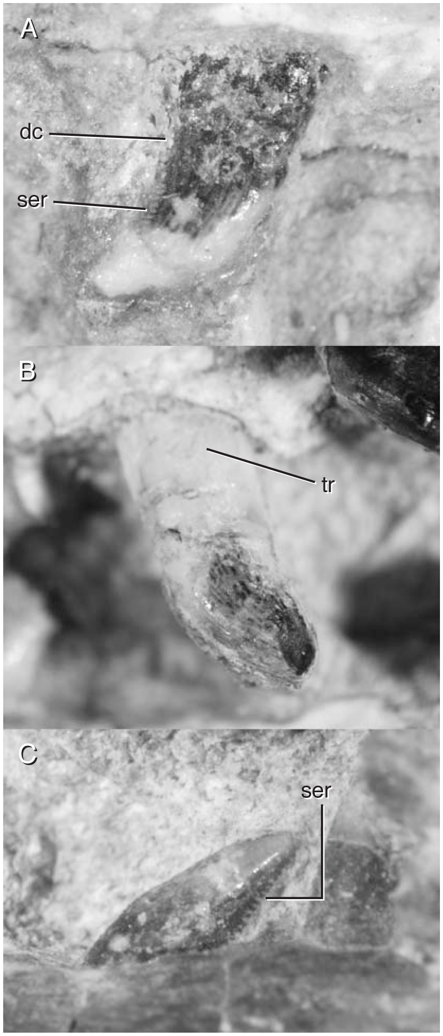 Cranial Osteology Of Haplocheirus Sollers Choiniere Et Al 10 Theropoda Alvarezsauroidea