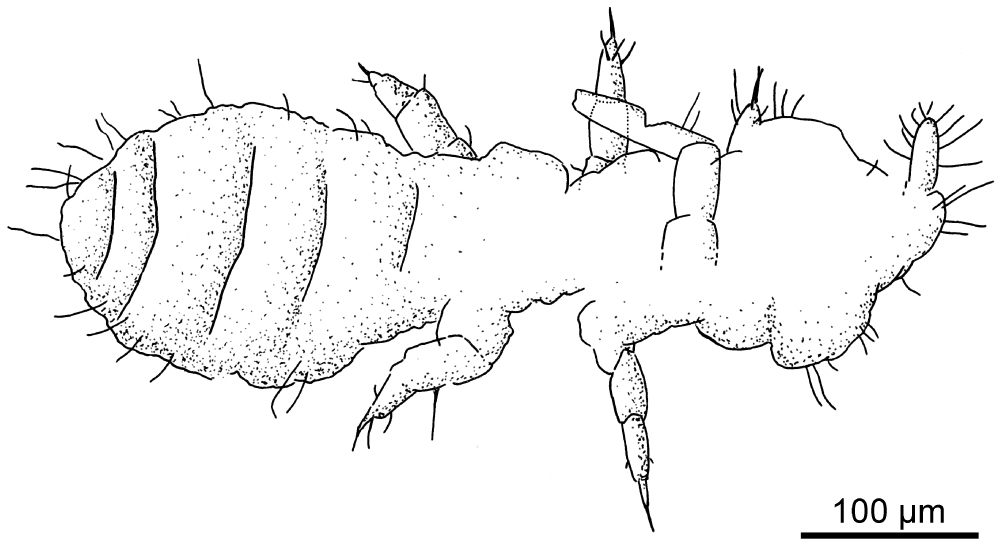 Neotropical Cyphoderus (Collembola: Paronellidae), with Comments