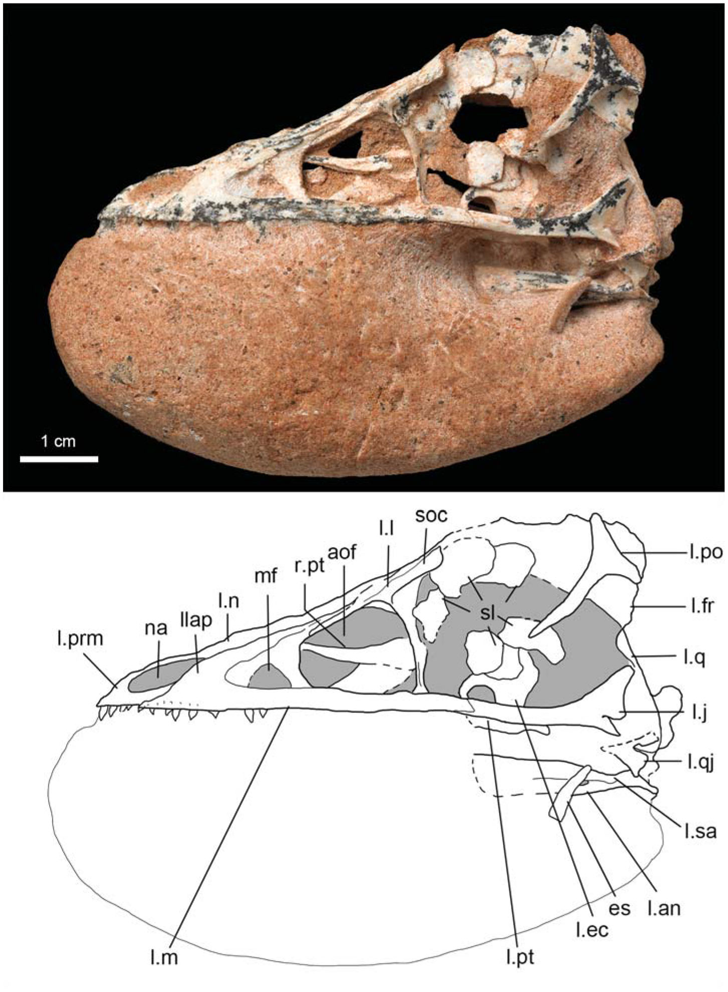 Late Cretaceous Troodontid Specimen 