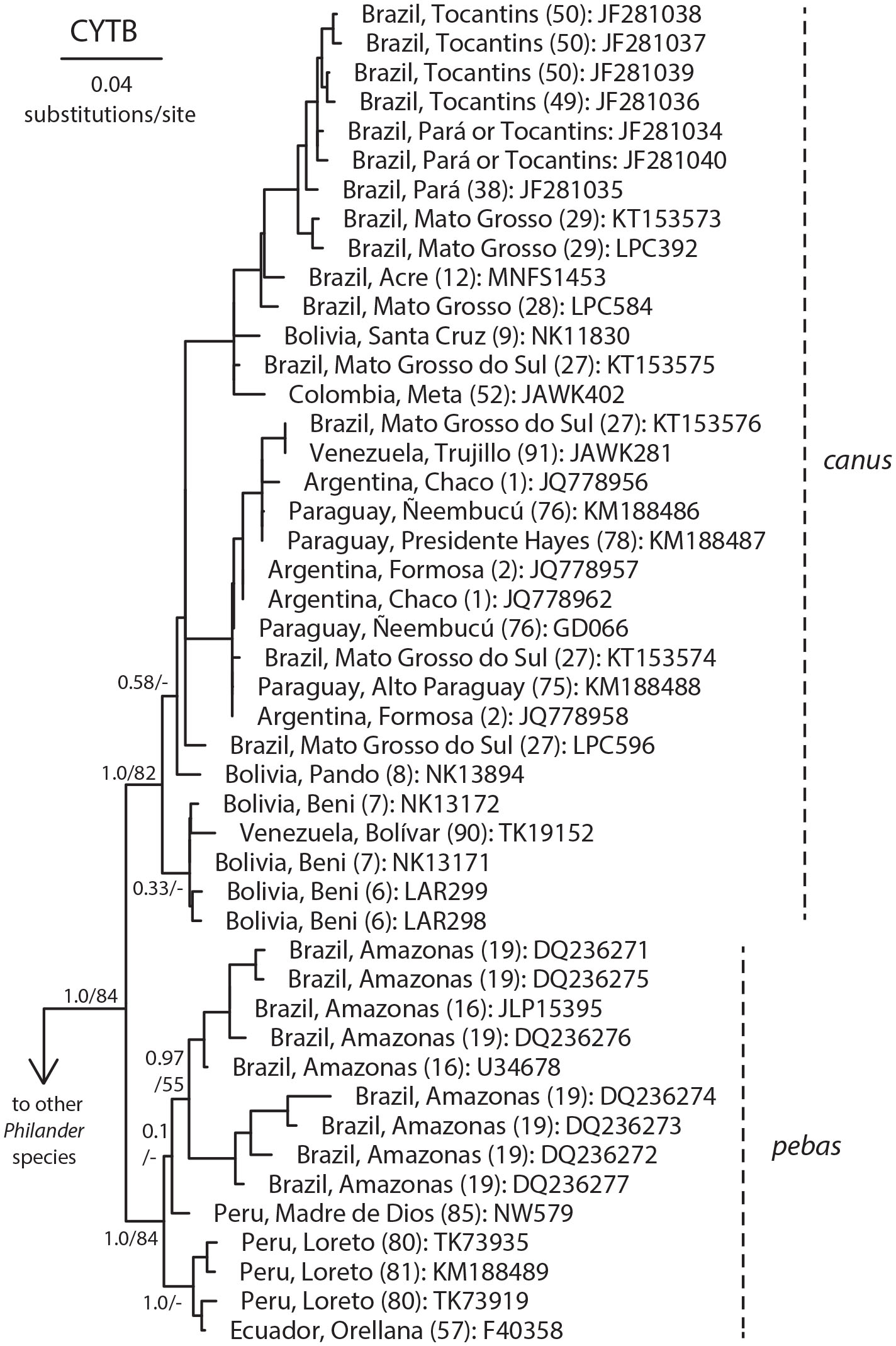 A Revision Of Philander Marsupialia Didelphidae Part 1 P Quica P Canus And A New Species From Amazonia