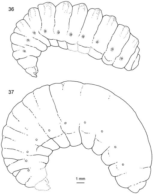 f36_01.jpg