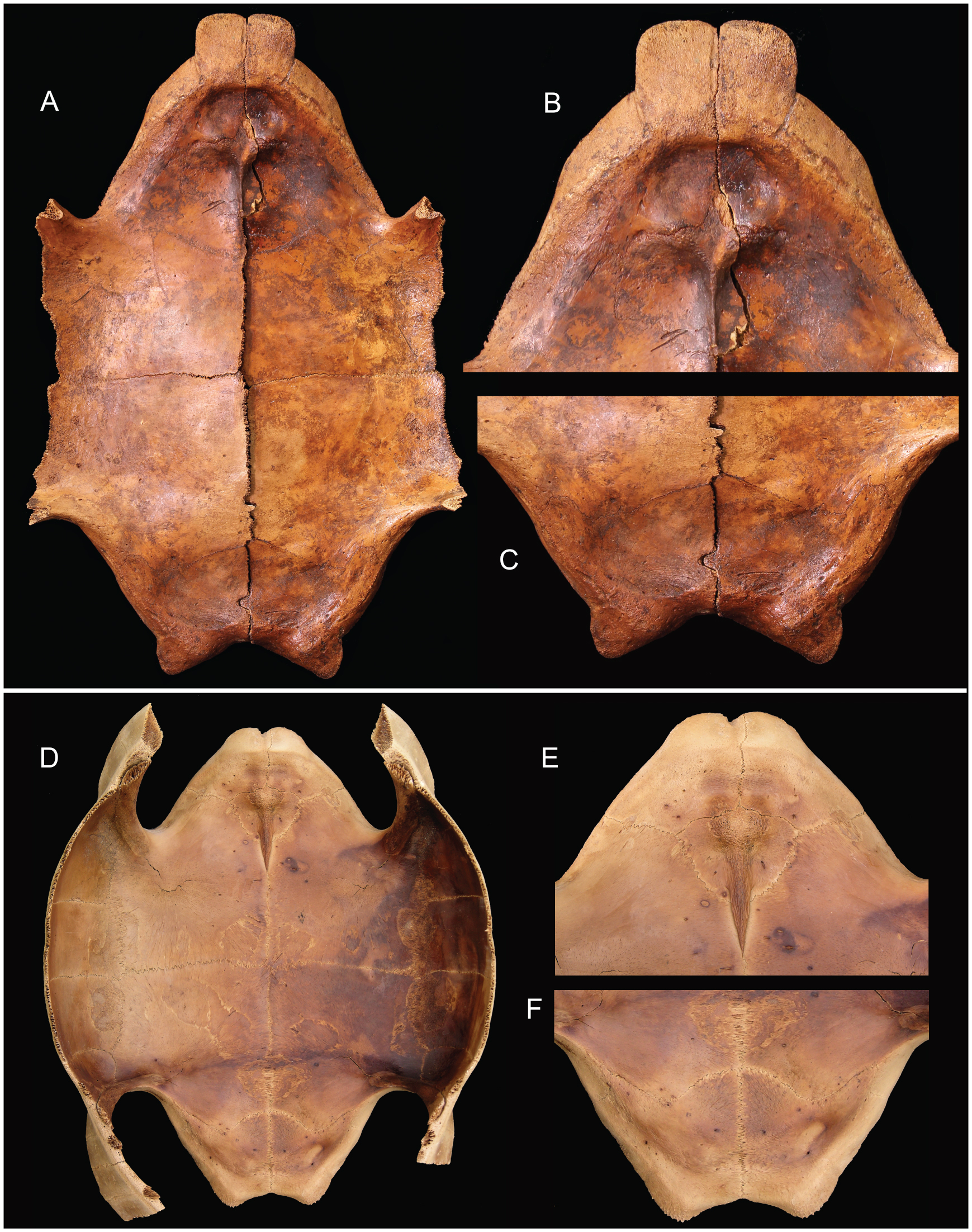Plaque osseuse de carapace de tortue (Testudo?) - JSD FOSSILES