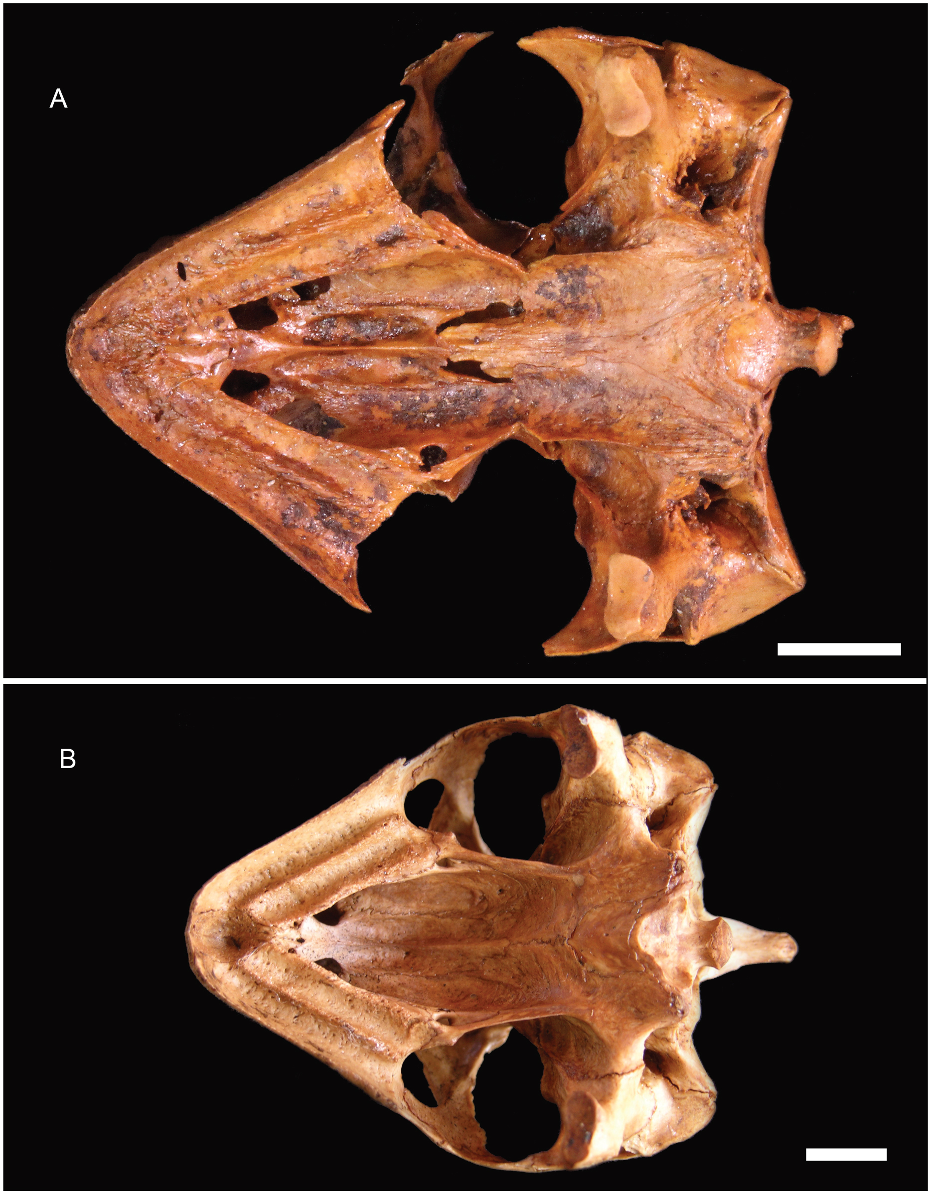 Plaque osseuse de carapace de tortue (Testudo?) - JSD FOSSILES