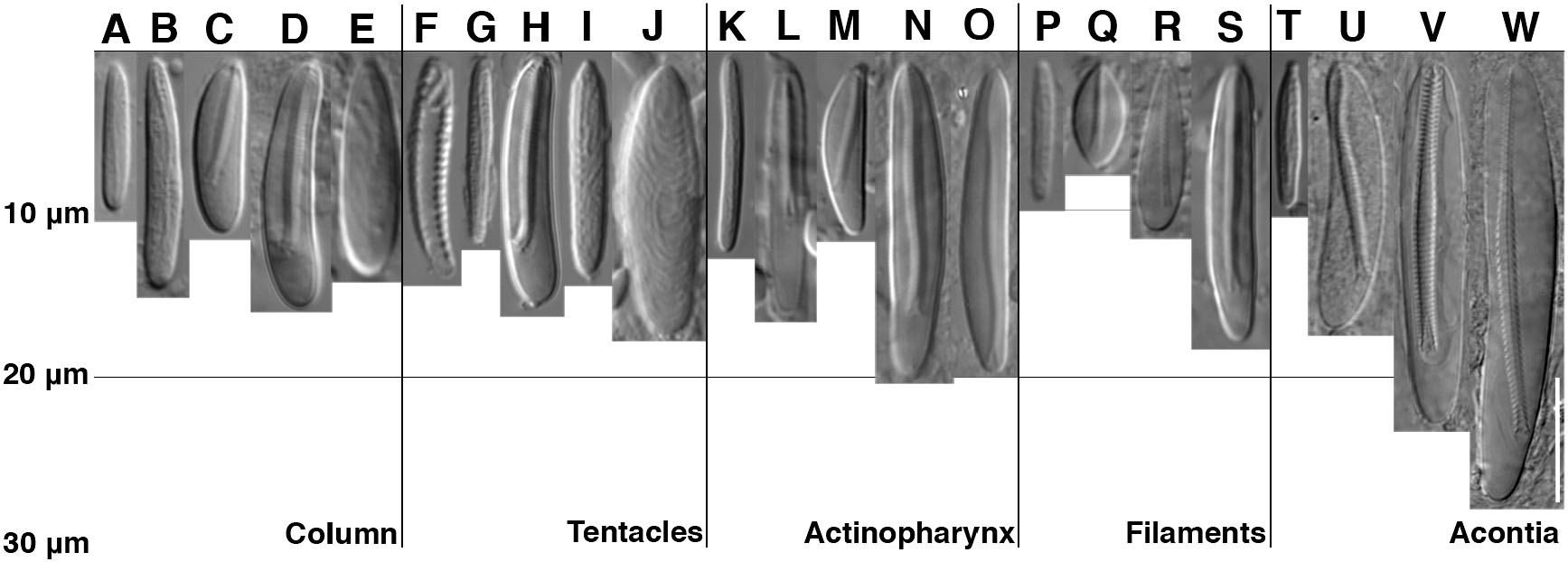 Sea Anemones Through X Rays Visualization Of Two Species Of Diadumene Cnidaria Actiniaria Using Micro Ct