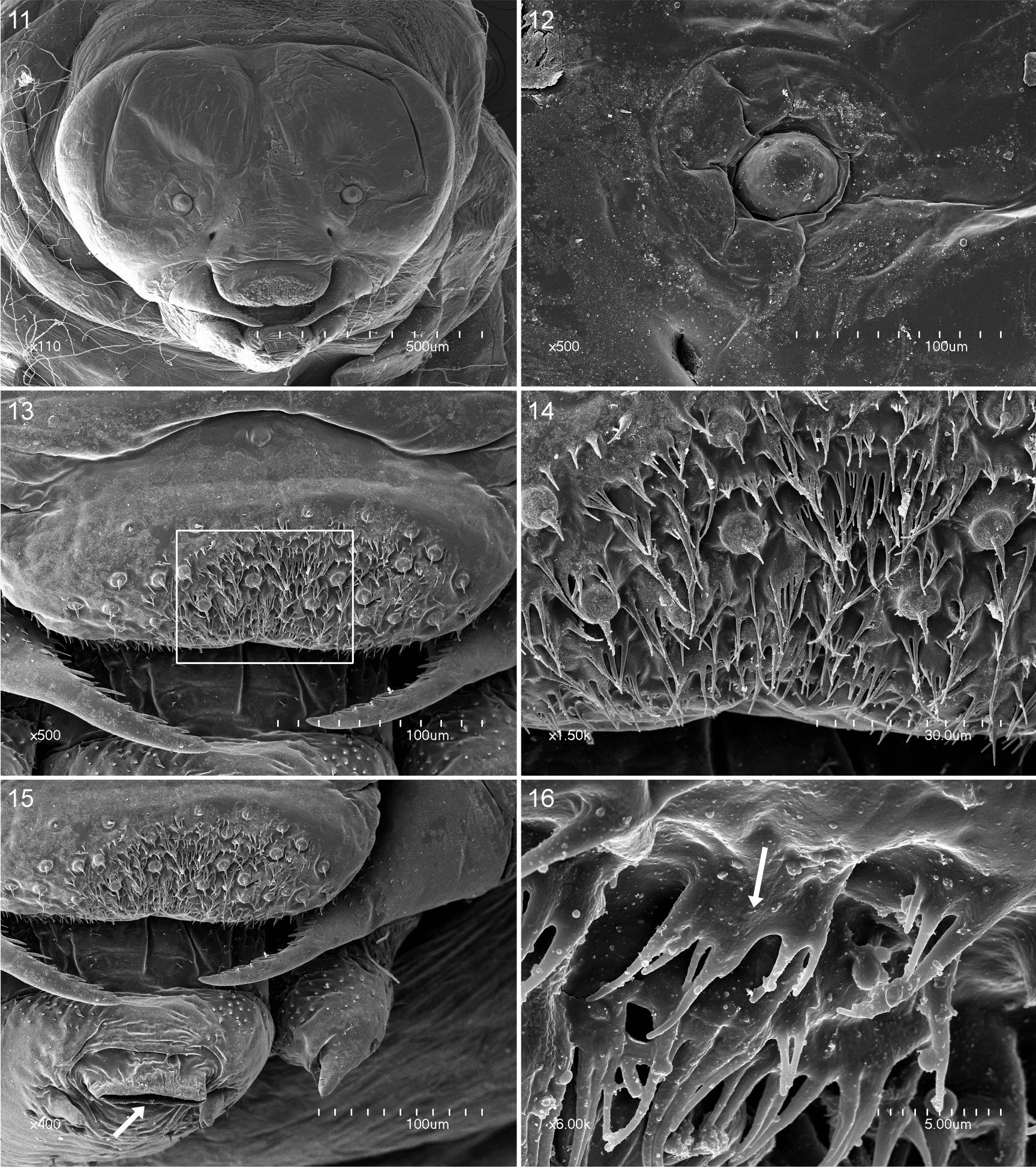 Larval Anatomy of the Bee Tetragonula sapiens (Cockerell) (Meliponini ...