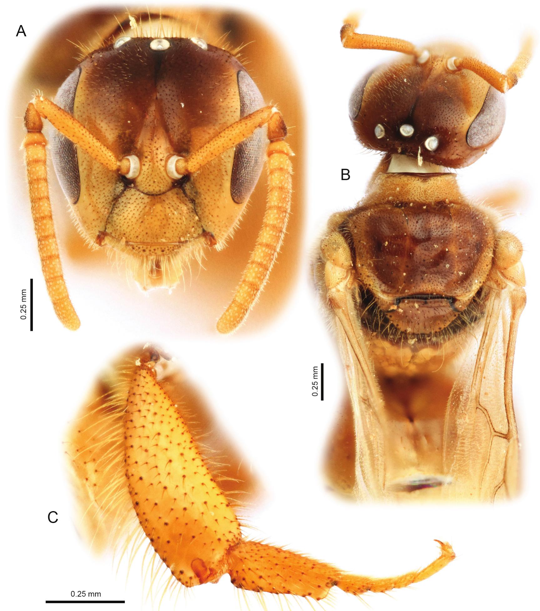 Intratribal Variation among Mature Larvae of Stingless Bees (Apidae:  Meliponini) with Descriptions of the Eggs of 11 Species
