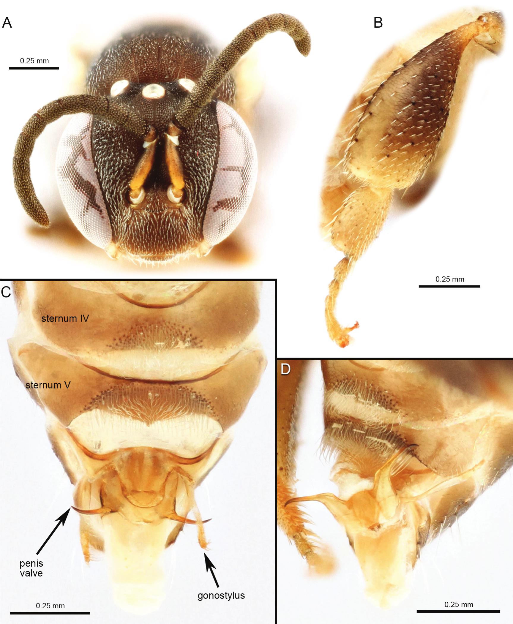 Intratribal Variation among Mature Larvae of Stingless Bees (Apidae:  Meliponini) with Descriptions of the Eggs of 11 Species