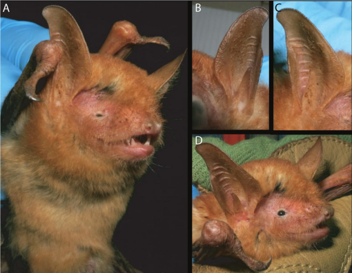 A New Dichromatic Species of Myotis (Chiroptera: Vespertilionidae) from the  Nimba Mountains, Guinea