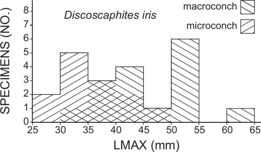 Cephalopods from the Cretaceous-Paleogene (K-Pg) Boundary Interval