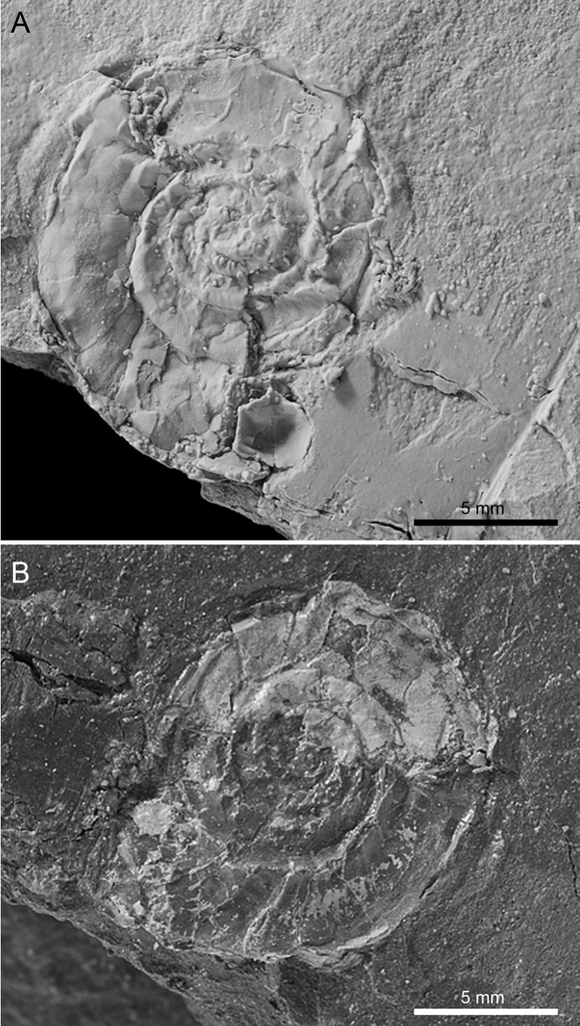 Cephalopods From The Cretaceous Paleogene K Pg Boundary Interval On The Brazos River Texas And Extinction Of The Ammonites