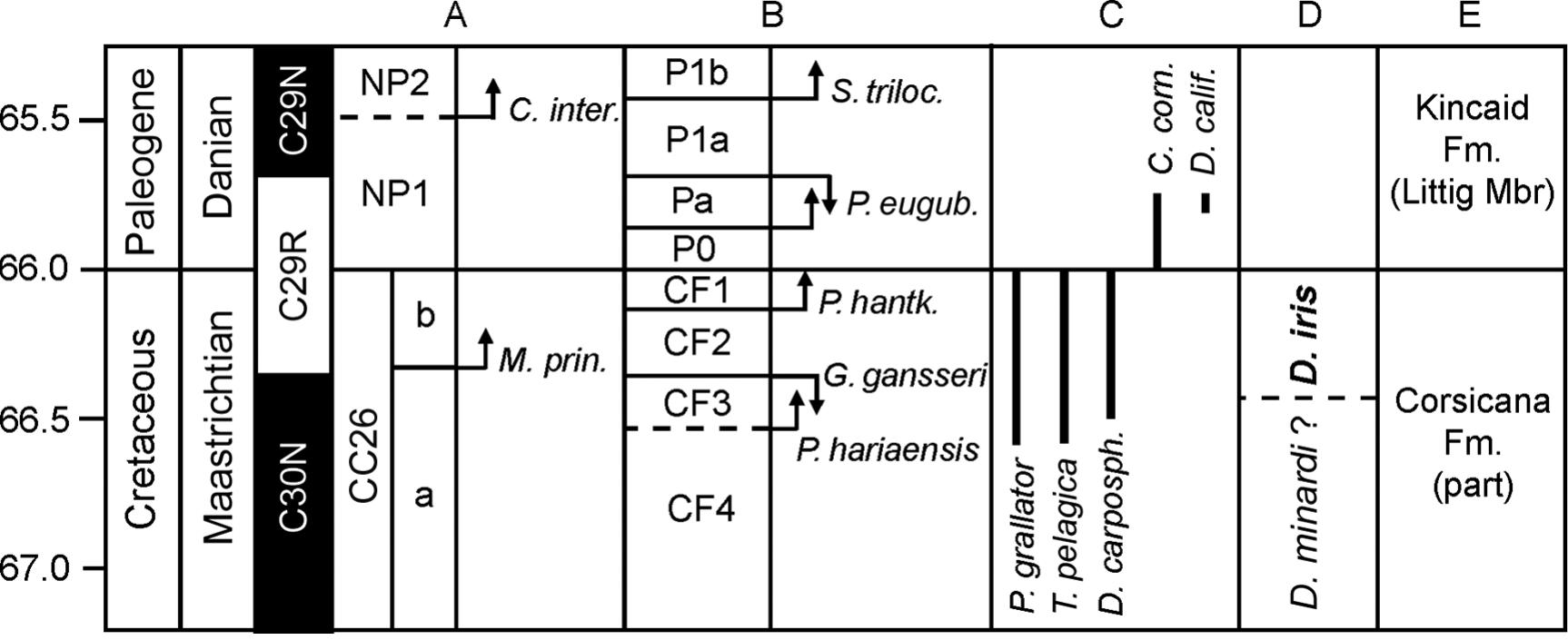 Cephalopods from the Cretaceous-Paleogene (K-Pg) Boundary Interval