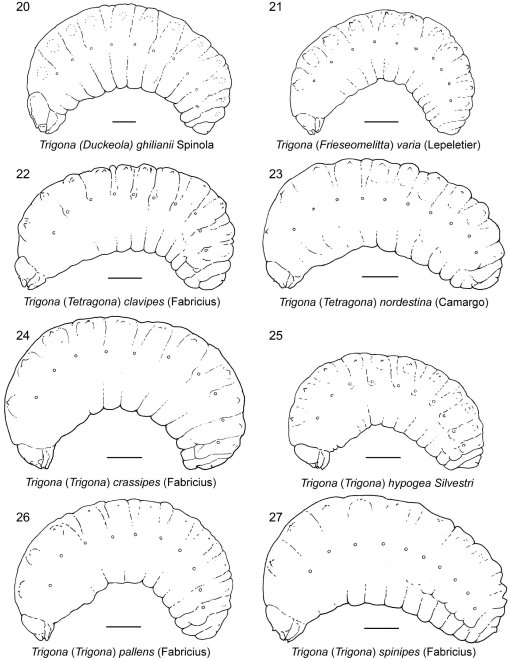 Intratribal Variation among Mature Larvae of Stingless Bees (Apidae:  Meliponini) with Descriptions of the Eggs of 11 Species