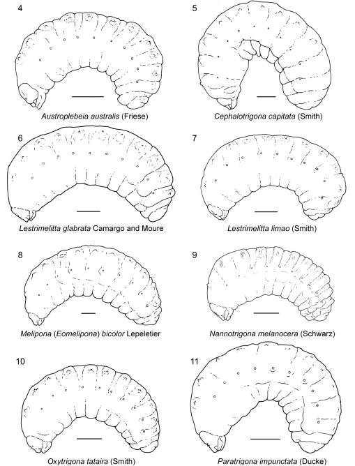 Intratribal Variation among Mature Larvae of Stingless Bees (Apidae:  Meliponini) with Descriptions of the Eggs of 11 Species