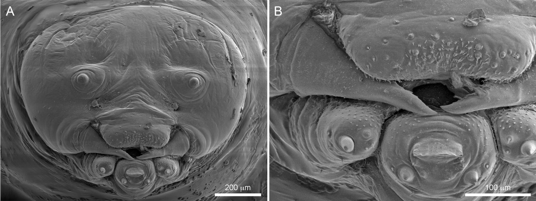 Intratribal Variation among Mature Larvae of Stingless Bees (Apidae:  Meliponini) with Descriptions of the Eggs of 11 Species