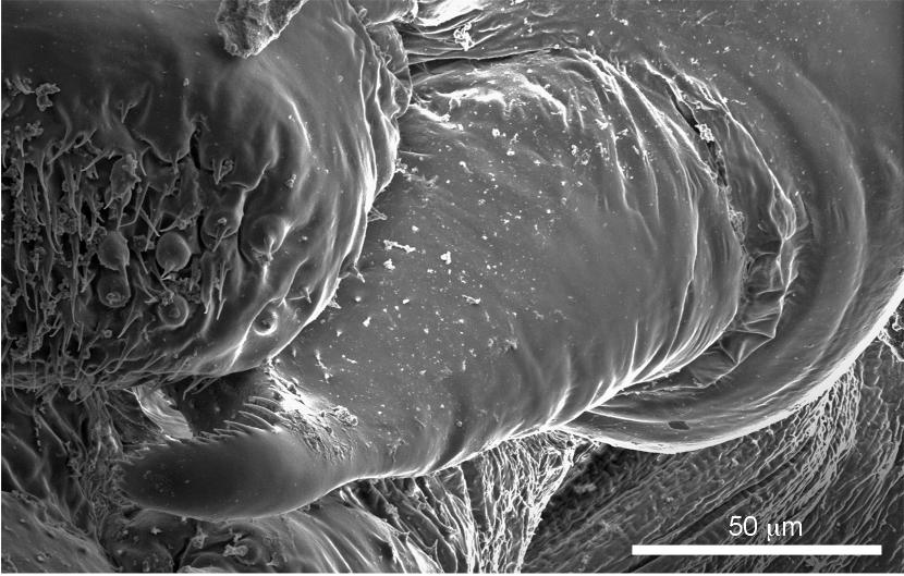 Intratribal Variation among Mature Larvae of Stingless Bees (Apidae:  Meliponini) with Descriptions of the Eggs of 11 Species