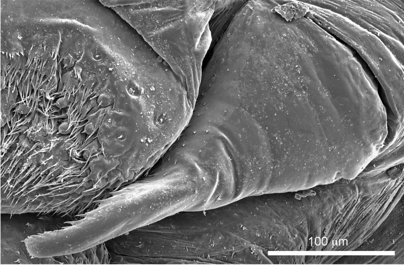 Intratribal Variation among Mature Larvae of Stingless Bees (Apidae:  Meliponini) with Descriptions of the Eggs of 11 Species