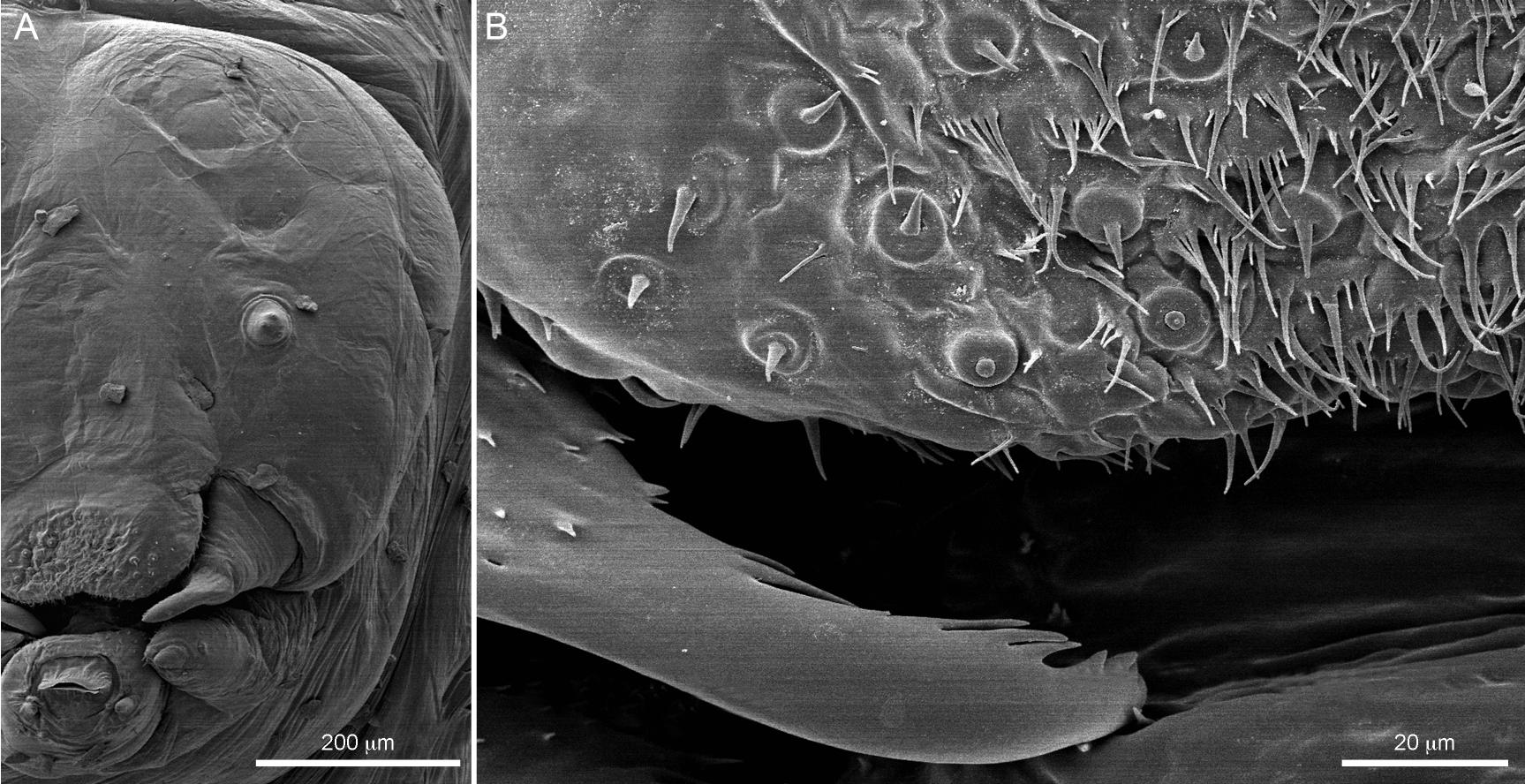 Intratribal Variation among Mature Larvae of Stingless Bees (Apidae:  Meliponini) with Descriptions of the Eggs of 11 Species