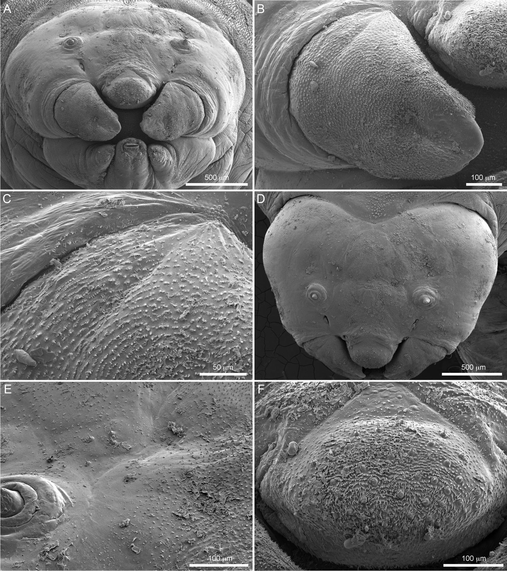 Intratribal Variation among Mature Larvae of Stingless Bees (Apidae:  Meliponini) with Descriptions of the Eggs of 11 Species