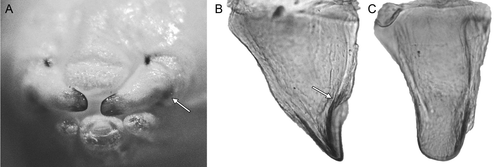 Intratribal Variation among Mature Larvae of Stingless Bees (Apidae:  Meliponini) with Descriptions of the Eggs of 11 Species