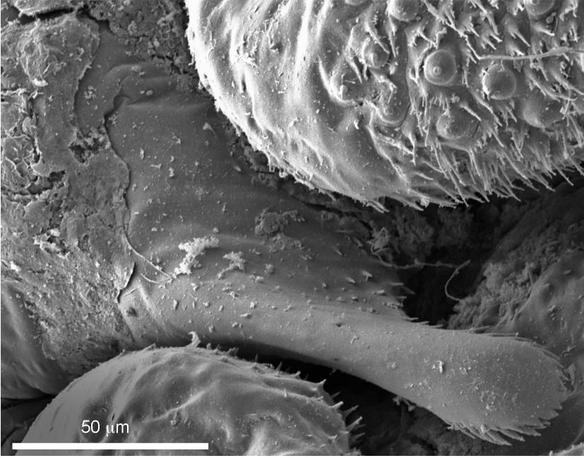 Intratribal Variation among Mature Larvae of Stingless Bees (Apidae:  Meliponini) with Descriptions of the Eggs of 11 Species