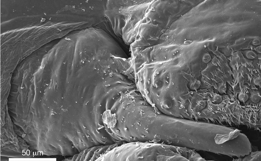 Intratribal Variation among Mature Larvae of Stingless Bees (Apidae:  Meliponini) with Descriptions of the Eggs of 11 Species