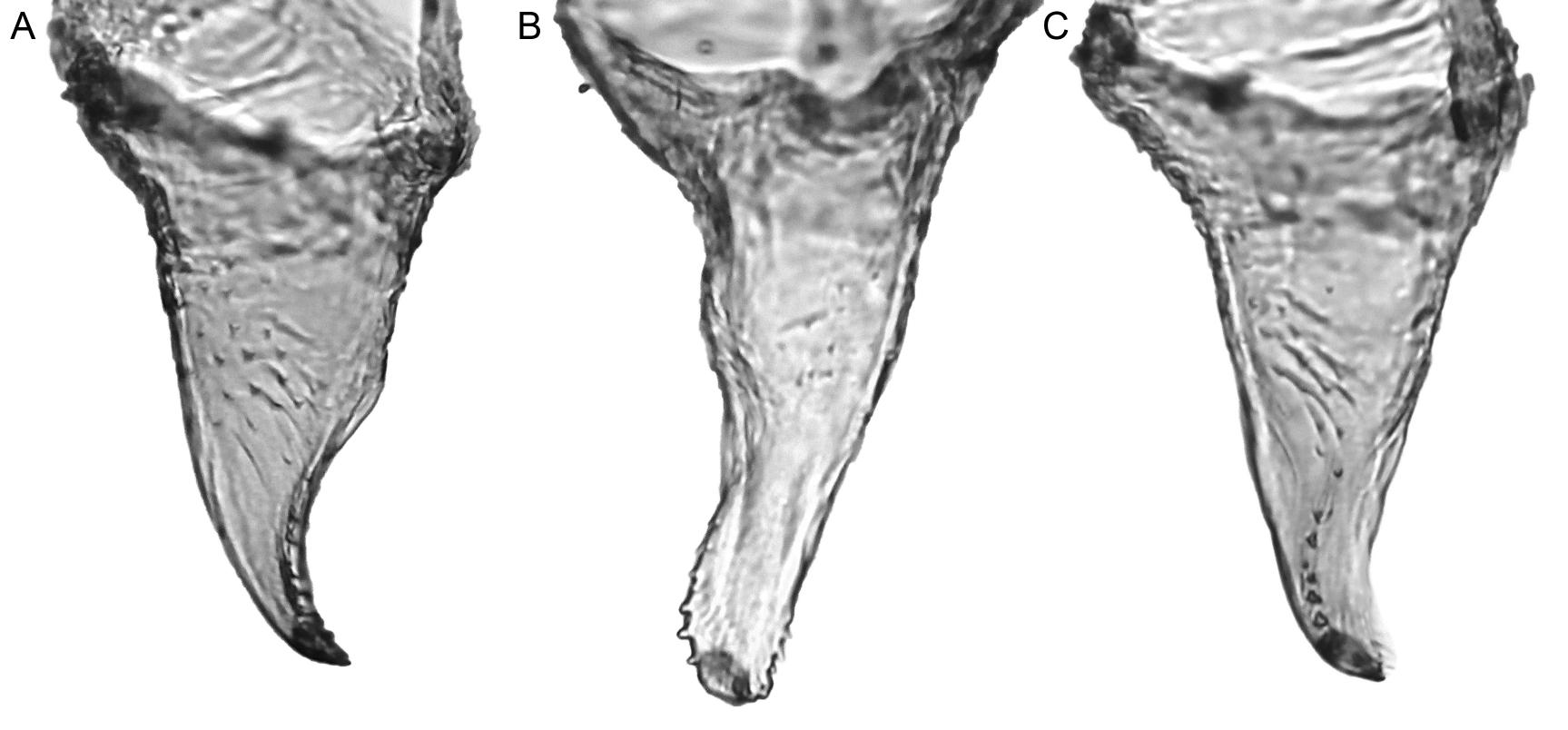 Intratribal Variation among Mature Larvae of Stingless Bees (Apidae:  Meliponini) with Descriptions of the Eggs of 11 Species