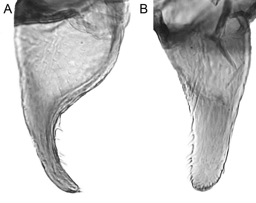 Intratribal Variation among Mature Larvae of Stingless Bees (Apidae:  Meliponini) with Descriptions of the Eggs of 11 Species