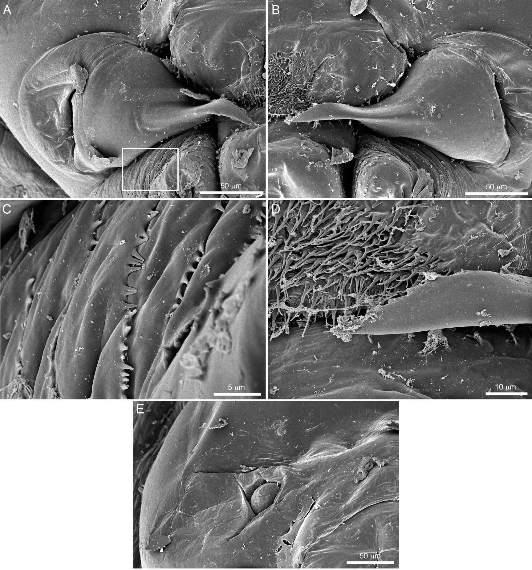 Intratribal Variation among Mature Larvae of Stingless Bees (Apidae:  Meliponini) with Descriptions of the Eggs of 11 Species