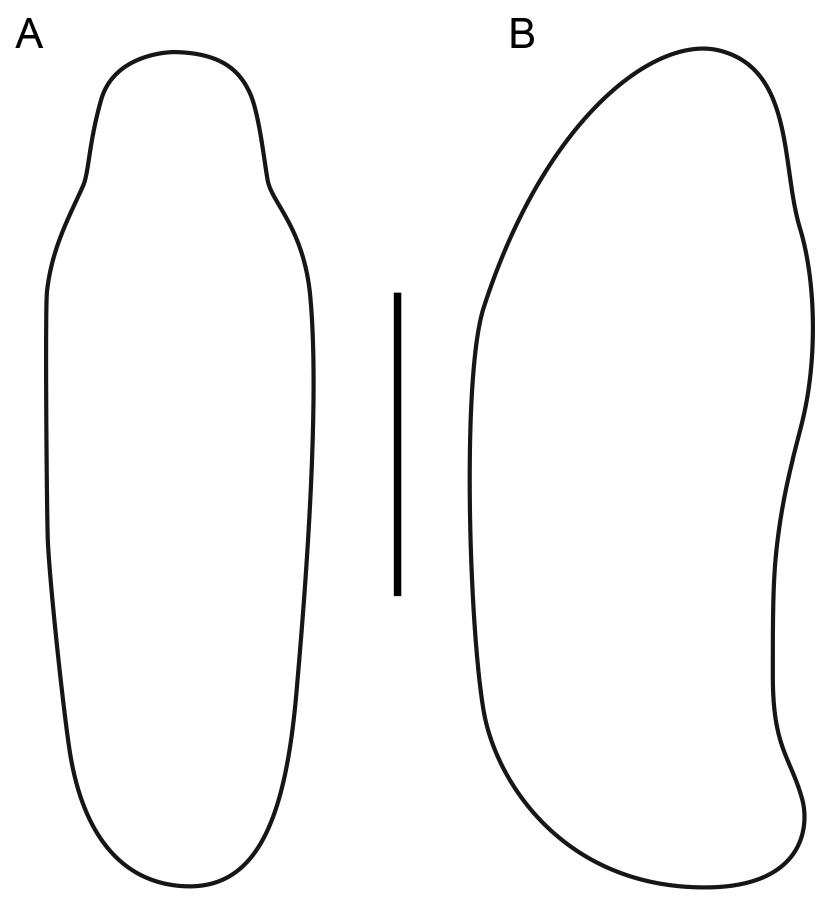 Intratribal Variation among Mature Larvae of Stingless Bees (Apidae:  Meliponini) with Descriptions of the Eggs of 11 Species