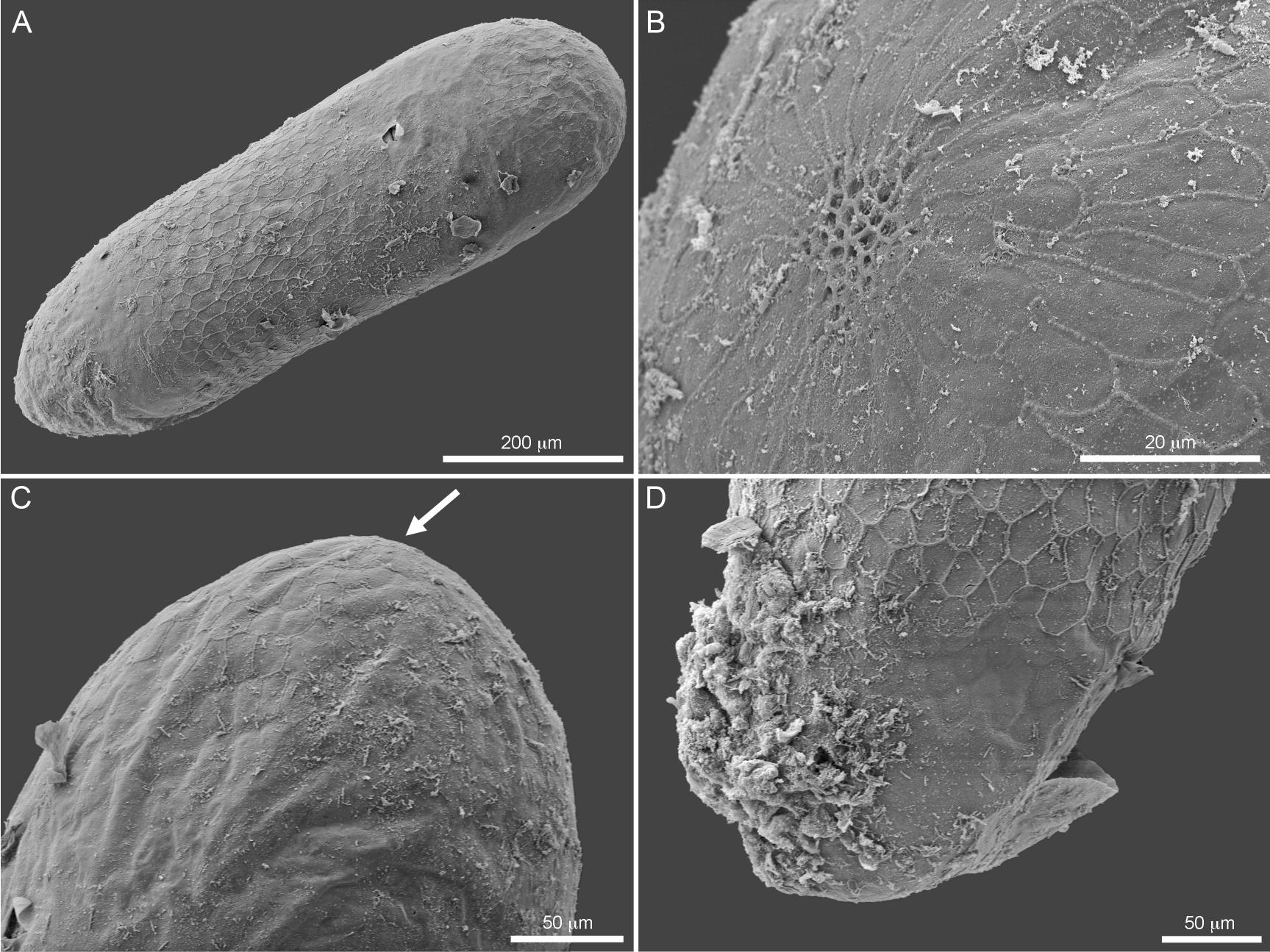 Intratribal Variation among Mature Larvae of Stingless Bees (Apidae:  Meliponini) with Descriptions of the Eggs of 11 Species