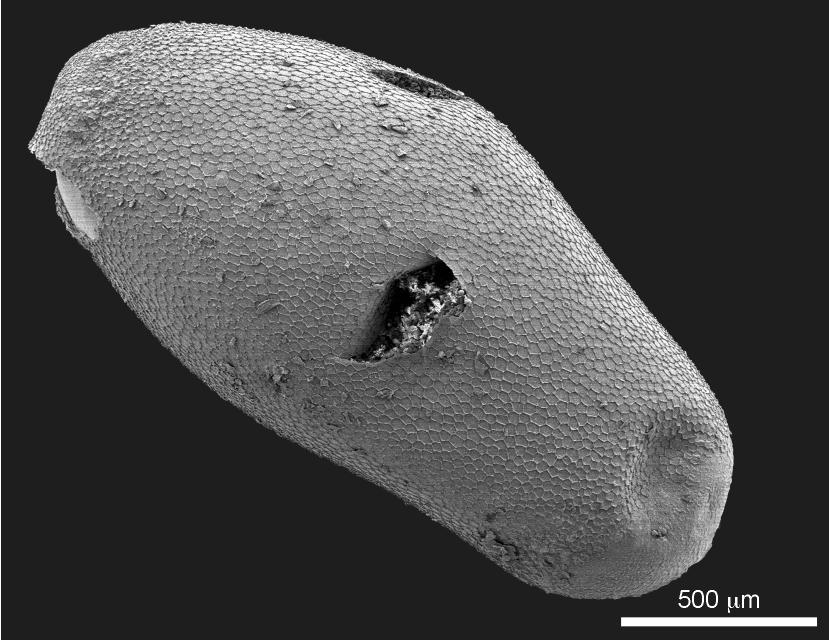 Intratribal Variation among Mature Larvae of Stingless Bees (Apidae:  Meliponini) with Descriptions of the Eggs of 11 Species