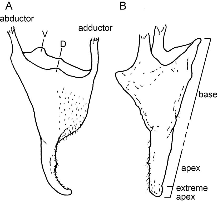 Intratribal Variation among Mature Larvae of Stingless Bees (Apidae:  Meliponini) with Descriptions of the Eggs of 11 Species