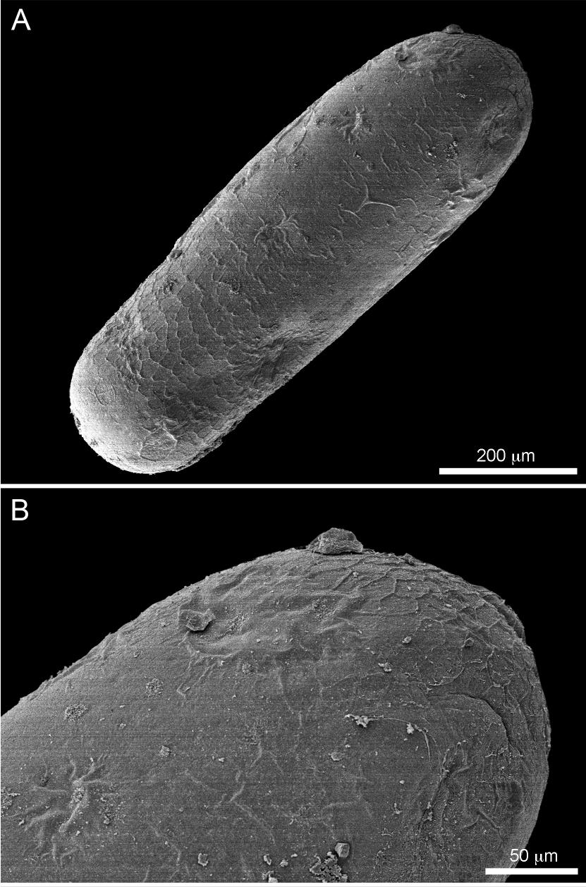 Intratribal Variation among Mature Larvae of Stingless Bees (Apidae:  Meliponini) with Descriptions of the Eggs of 11 Species