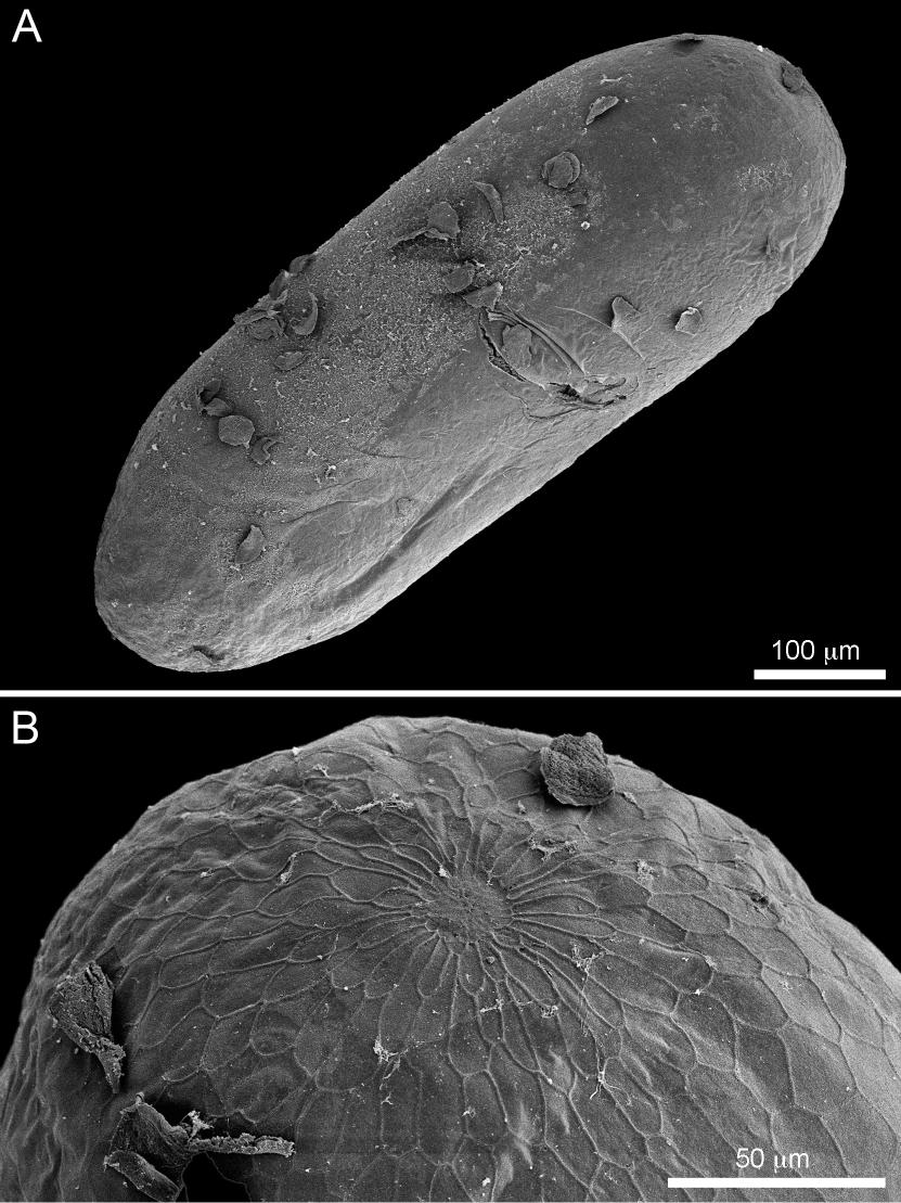 Intratribal Variation among Mature Larvae of Stingless Bees (Apidae:  Meliponini) with Descriptions of the Eggs of 11 Species